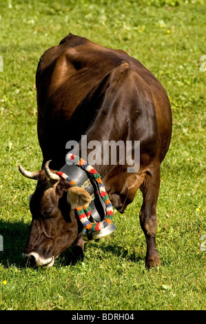 Hausrind (Bos Taurus) allg. Uer Braunviehkuh Mit Kuhglocke Auf Weide, allg. u, Bayern, Deutschland, Deutschland Stockfoto