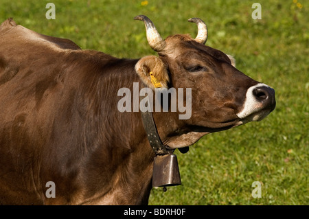 Hausrind (Bos Taurus) allg. Uer Braunviehkuh Mit Kuhglocke Auf Weide, allg. u, Bayern, Deutschland, Deutschland Stockfoto