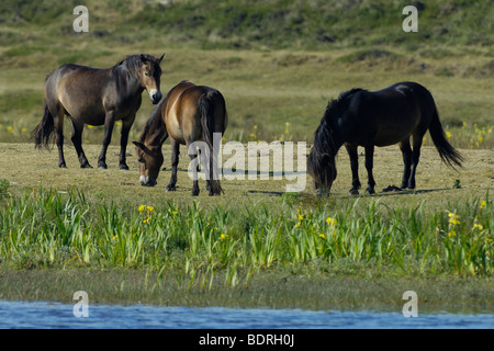 Exmoorpferde (Exmoorponys) - Insel Texel, Nord-Holland, Niederlande Stockfoto