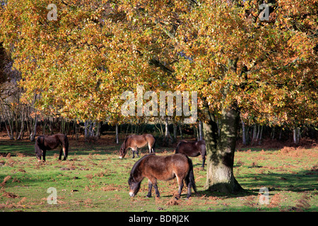 Exmoor Ponys Herbst Knettishall Heide Land Park Suffolk County England Großbritannien Stockfoto