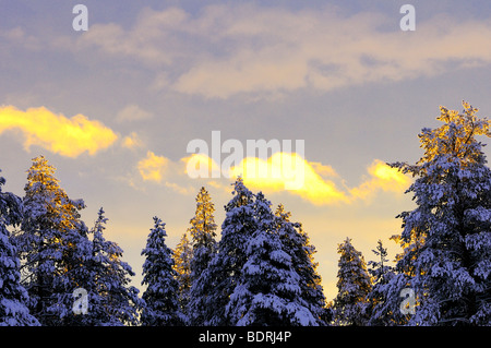 Wintermorgen Jokkmokk, Lappland, Norrbotten, Schweden am Morgen Stimmung im Winter, Lappland, Schweden Stockfoto