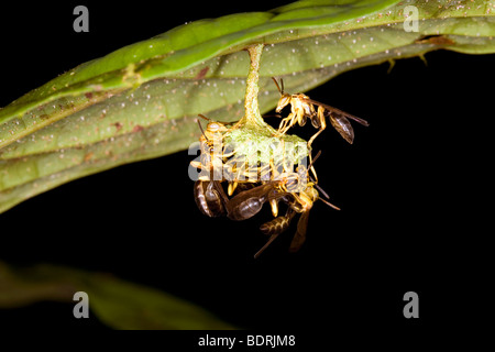 Wespennest unter ein Blatt in den Regenwald Unterwuchs hängen Stockfoto