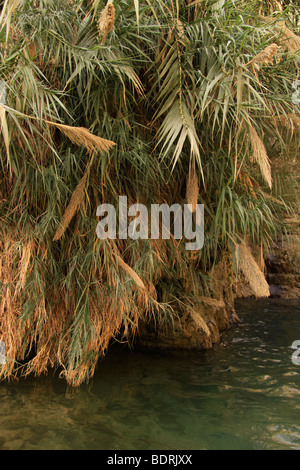 Israel, Judäische Wüste, David Stream in Ein Gedi Stockfoto