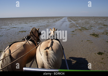 Kutschfahrt Durchs Watt Auf der Hallig Suedfall, Pellworm, Schleswig Holstein, Deutschland, Kutschenfahrt durch Wattwanderungen, Deutschland Stockfoto