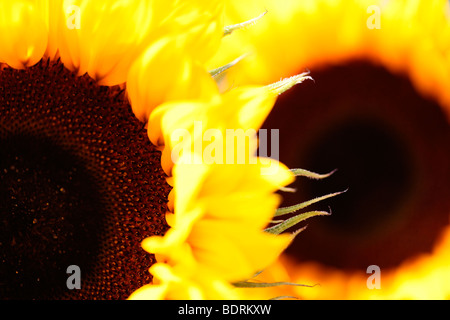 markante beeindruckende Sonnenblumenköpfe - Fine Art Fotografie Jane Ann Butler Fotografie JABP584 Stockfoto