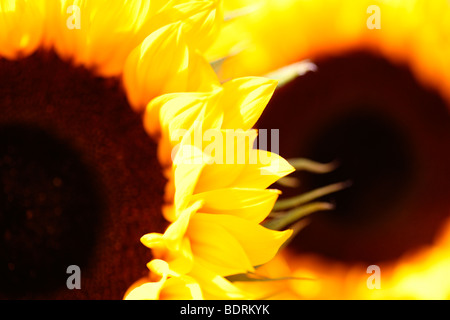 markante beeindruckende Sonnenblumenköpfe weichen zeitgemäß - Fine Art Fotografie Jane Ann Butler Fotografie JABP585 Stockfoto