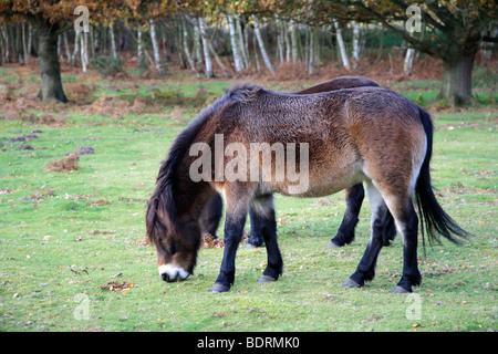 Exmoor Ponys Herbst Knettishall Heide Land Park Suffolk County England Großbritannien Stockfoto