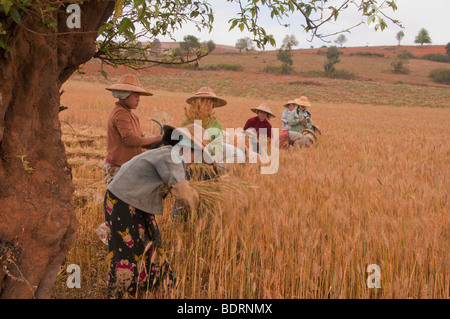 Frauen, die Ernte Reis von Hektar Land bezahlt werden ernten sie. Shan Dorfbewohner im Bereich Inle See, Shan State in Myanmar Stockfoto