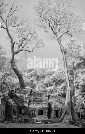 Black und White Infrarot-Bild von Bäumen über Ta Phrom Tempel, eines der Angkor-Tempel in der Apsara Comples, Siem Reap, Cambod Stockfoto