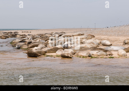 Seehunde und Kegelrobben Blakeney Zeitpunkt, Norfolk. Stockfoto