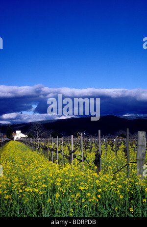 Traube Weingarten entlang Silverado Trail in der Nähe von St. Helena Napa Valley Napa County Kalifornien USA Nordamerika Stockfoto