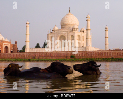 Ochsen entstehen im Fluss Yamuna mit der Nordseite des Taj Mahal in der Ferne. Agra, Indien. Stockfoto