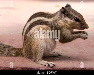 Ein nördlichen Palm Eichhörnchen (Funambulus Pennantii) auch die fünf-striped Palm Eichhörnchen genannt. Innerhalb des Roten Forts in Delhi. Indien. Stockfoto