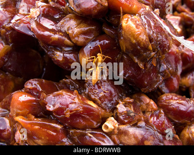 Solitäre Wespen essen Zucker / Sirup auf süße Termine. Marktstand in Neu-Delhi, Indien. Stockfoto