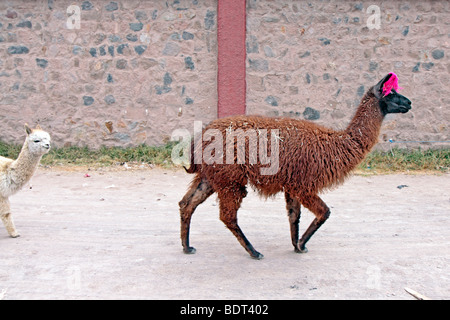 Lama in Chivay in den Anden, Peru, Südamerika Stockfoto