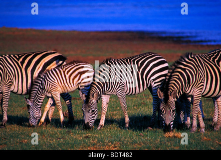 Burchell Zebra, Bumi Hills Area, Kariba See, Mashonaland West Province, Simbabwe, Afrika Stockfoto