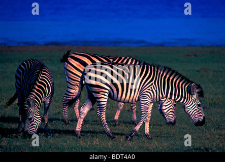 Burchell Zebra, Bumi Hills Area, Kariba See, Mashonaland West Province, Simbabwe, Afrika Stockfoto