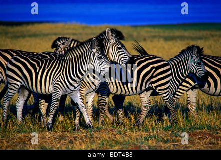 Burchell Zebra, Bumi Hills Area, Kariba See, Mashonaland West Province, Simbabwe, Afrika Stockfoto