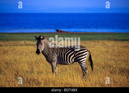 Burchell Zebra, Bumi Hills Area, Kariba See, Mashonaland West Province, Simbabwe, Afrika Stockfoto