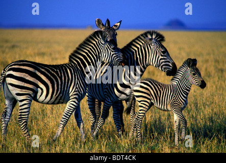 Burchell Zebra, Bumi Hills Area, Kariba See, Mashonaland West Province, Simbabwe, Afrika Stockfoto