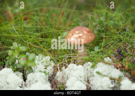 Braune Haube essbar Boletus wächst im nördlichen Herbstwald Stockfoto