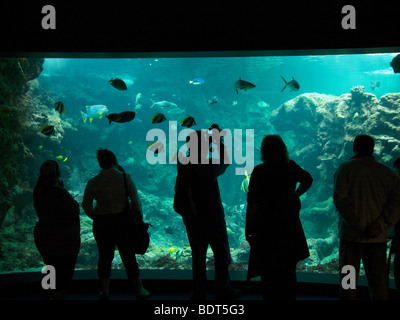 Touristen auf der Suche auf ein sehr großes Meeresaquarium in Oceanopolis Brest, Bretagne, Frankreich Stockfoto