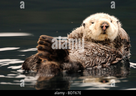 Stock Foto von einem Alaskan Seeotter schwimmt auf dem Rücken im Kachemak Bay, Alaska, 2009. Stockfoto