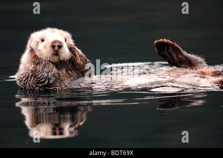 Stock Foto von einem Alaskan Seeotter schwimmt auf dem Rücken im Kachemak Bay, Alaska, 2009. Stockfoto