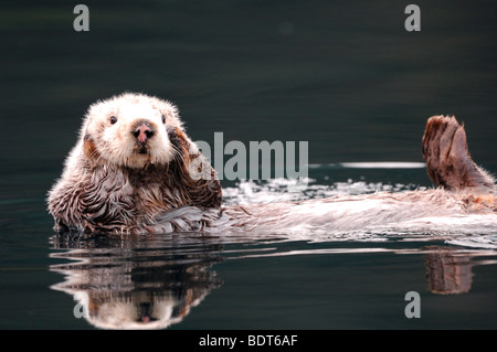 Stock Foto von einem Alaskan Seeotter schwimmt auf dem Rücken im Kachemak Bay, Alaska, 2009. Stockfoto