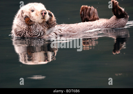 Stock Foto von einem Alaskan Seeotter schwimmt auf dem Rücken im Kachemak Bay, Alaska, 2009. Stockfoto