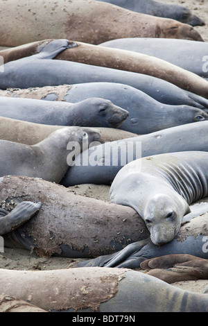 See-Elefanten Piedras Blancas entlang Coast Highway One in der Nähe von San Simeon auf Kaliforniens central coast Stockfoto