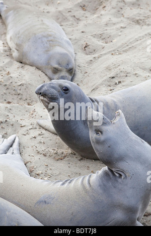 See-Elefanten Piedras Blancas entlang Coast Highway One in der Nähe von San Simeon auf Kaliforniens central coast Stockfoto