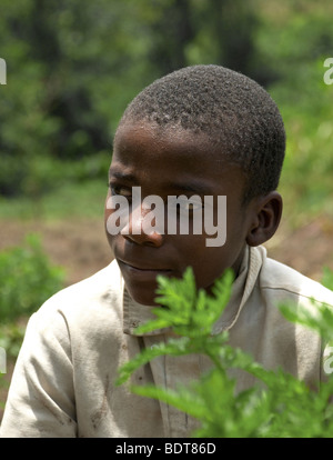 Ein kleiner Junge sitzt in seines Vaters Feld im Westen Ugandas unter die Pflanze Artemisia, eine unverzichtbare Zutat in Malaria-Medikamente. Stockfoto