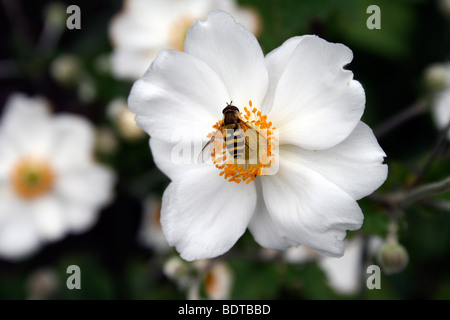 Weiße Anenome Blume mit Biene Stockfoto