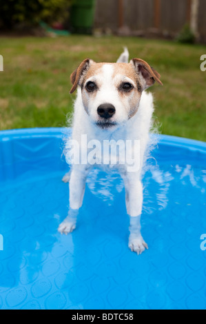 Jack Russell Terrier in Hinterhof in kleinen Planschbecken abkühlen an einem Sommertag Stockfoto