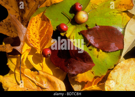 Herbstblätter und Krabbenäpfel in einem Teich im Central Park USA Stockfoto