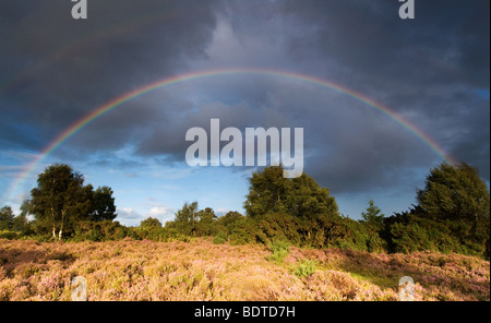 Regenbogen am Rockford Common in den New Forest National Park Stockfoto