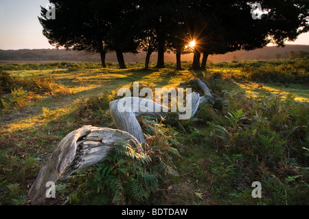 Mogshade Hill bei Sonnenaufgang in der New Forest National Park Stockfoto