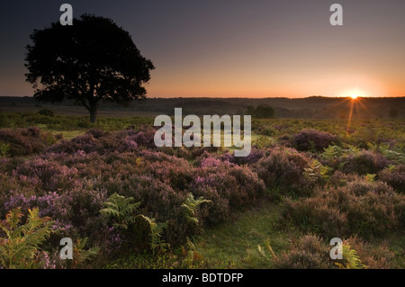 Einsamer Baum bei Sonnenaufgang in der New Forest National Park Stockfoto