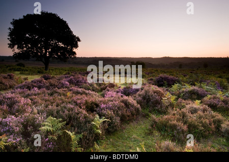 Einsamer Baum bei Sonnenaufgang in der New Forest National Park Stockfoto