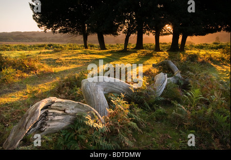 Mogshade Hill bei Sonnenaufgang in der New Forest National Park Stockfoto