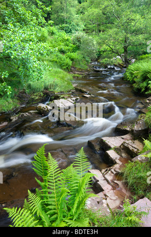 Fluss Caerfanell an Blaen-y-Glyn umgeben von Laub sommergrün, Brecon Beacons National Park, Powys, Wales, UK Stockfoto