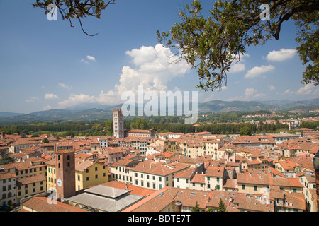 Blick vom Torre Guinigi in Lucca, Toskana, Italien Stockfoto