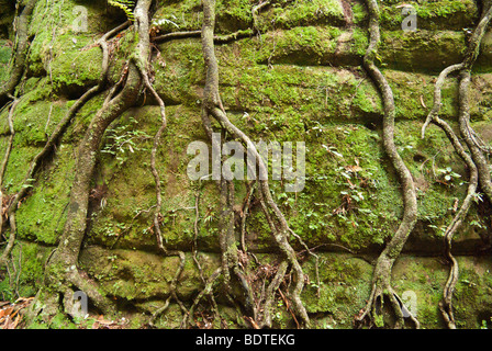 Baumwurzeln in moosigen canyon Stockfoto