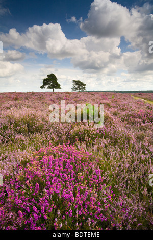 Blüte Heather auf die New Forest-Heide im Sommer, New Forest National Park, Hampshire, England. Sommer (August) 2007 Stockfoto