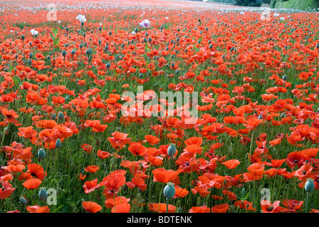 wilde Mohn eingestreut zwischen Mohn kommerziell angebaut, für medizinische Zwecke in Hampshire Stockfoto