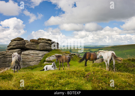 Dartmoor Pony-Herde von Bell Tor, Dartmoor National Park, Devon, England. Sommer (Juli) 2008 Stockfoto