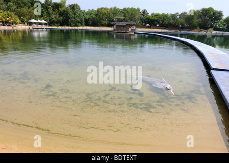 Rosa Delphin Dolphin Lagoon, Sentosia Island, Singapur Stockfoto