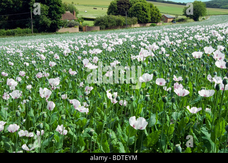 wilde Mohn eingestreut zwischen Mohn kommerziell angebaut, für medizinische Zwecke in Hampshire Stockfoto