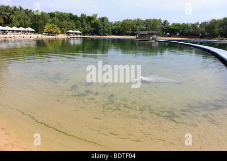 Rosa Delphin Dolphin Lagoon, Sentosia Island, Singapur Stockfoto